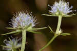 Blueflower eryngo